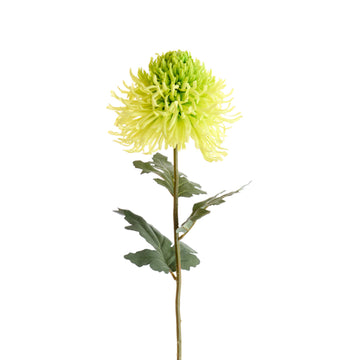 Flower Chrysanthme