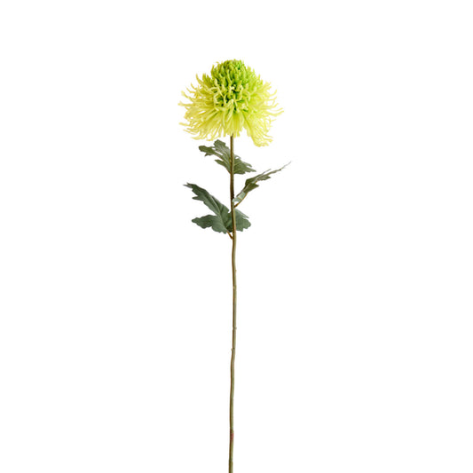Flower Chrysanthme