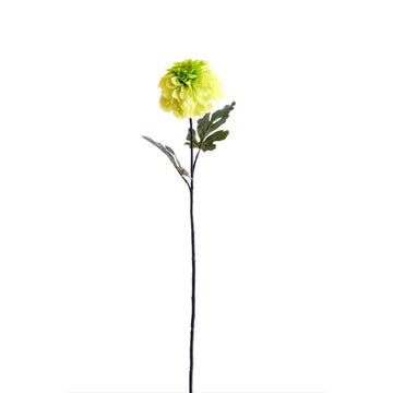 Flower Jirina