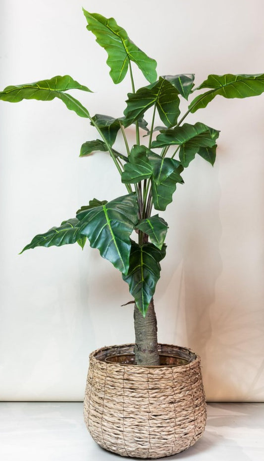Kunstplant Alocasia - 150cm