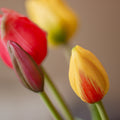 emons conceptstore - woonwinkel roden - woonaccessoires - tulpen - kunsttulpen - zijde tulpen - zijden tulpen - zijdebloemen - zijden bloemen - nep tulpen - rood oranje perzik geel paars groen - kunstboeket - tulpenboeket
